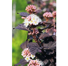 Blomställning av smällspirea med mörkröda blad