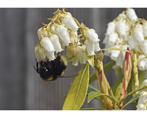 Humla på blomställning med vita blommor