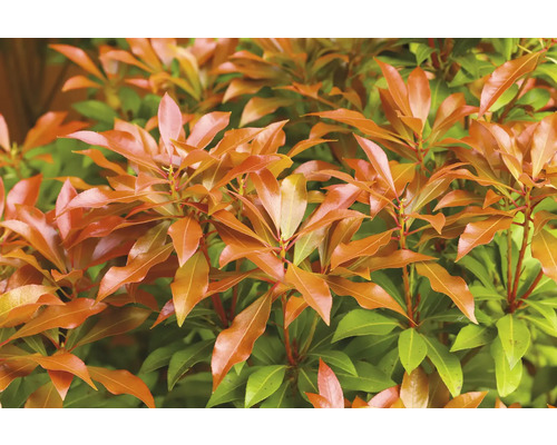 Vintergrön höstdekoration med orange och gröna blad.