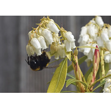 Humla på blommande växt