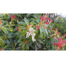 Närbild av en blommande, städsegrön japansk pieris