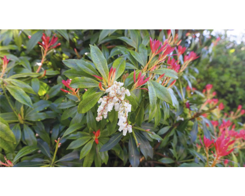 Närbild av en blommande, städsegrön japansk pieris