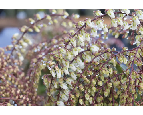 Närbild av en flockljung med vita blommor och vattendroppar