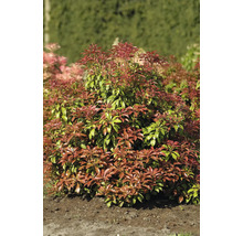 Japansk pieris med röda och gröna blad i trädgården.