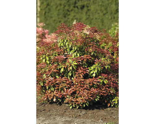 Japansk buskrosling OMNIA GARDEN Pieris japonica Mountain Fire Mountain 1-pack Japansk pieris med röda och gröna blad i trädgården.