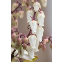 Närbild av blommande Pieris