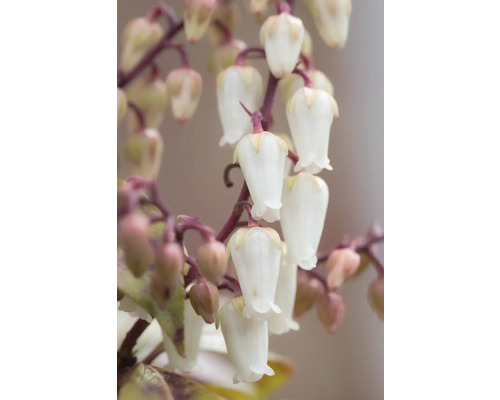 Närbild av blommande Pieris