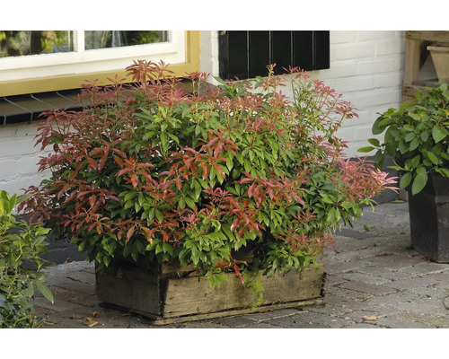 Japansk buskrosling städsegrön, planterad i ett kärl, med röda och gröna blad framför en byggnad