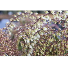 Närbild av blomställningarna på en Pieris japansk skönhetsplanta med vattendroppar
