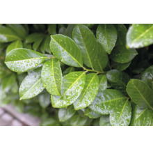 Närbild av lagerblad med vattendroppar