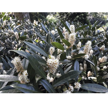 Lagerhägg med vita blommor och gröna blad