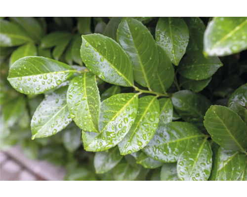 Lagerblad med vattendroppar