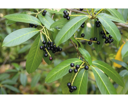 Lagerhägg med gröna blad och svarta bär