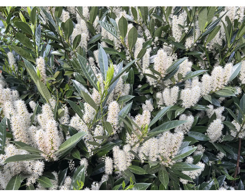 Blommande lagerkörsbär med blad