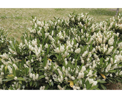 Blommande lagerhägg i trädgården