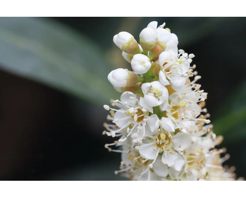 Närbild av lagerkörsbärsblommor