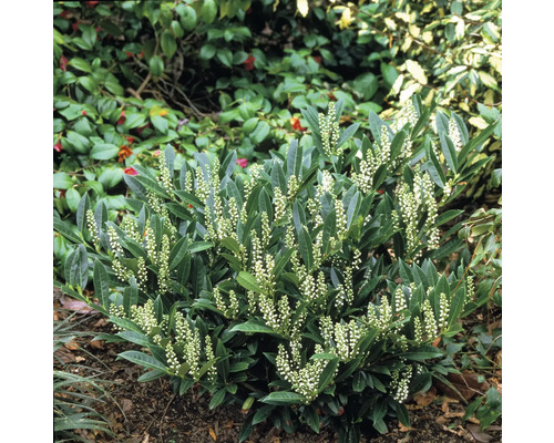 Lagerhäggplanta med vita blommor i trädgården