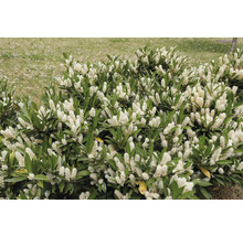 Blommande lagerhägg i trädgården.