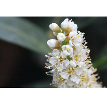 Närbild av lagerkörsbärsblommor