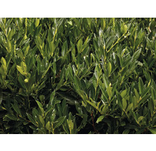 Lagerhägg häckväxt med gröna blad