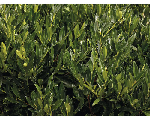 Lagerhägg häckväxt med gröna blad