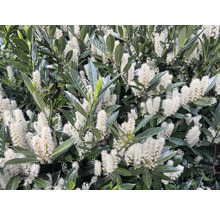 Blommande lagerhäggbuske med vita blommor