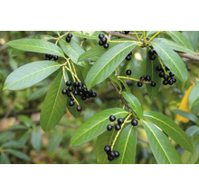 Lagerhägg med blad och bär