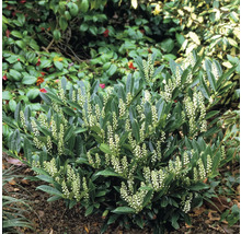 Lagerhägg med vita blommor i trädgården