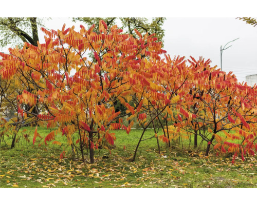 Sumakträd i höstträdgård