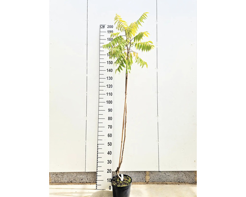 Gudaträd i kruka med storleksangivelse