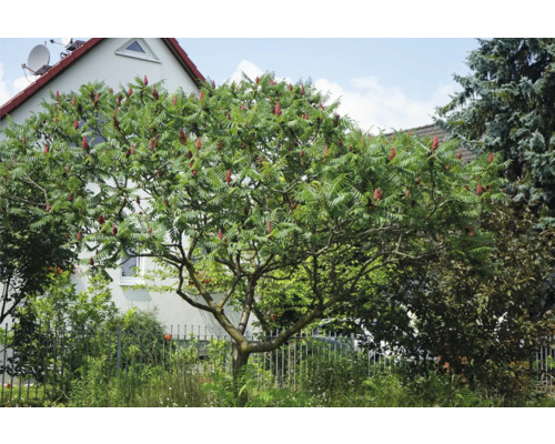 Rönnsumak i trädgården med gröna blad och röda blomställningar