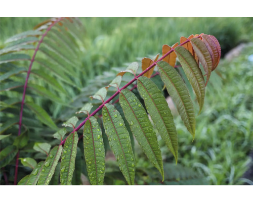 Sumakgren med gröna blad och vattendroppar