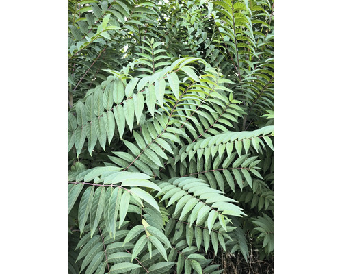 Rönnsumak med parbladiga blad