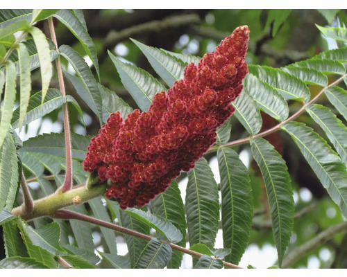 Sumak med blad och röda blomställningar