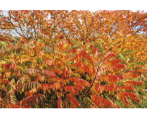 Rönnsumak med höstfärgade blad