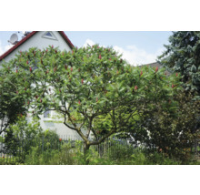 Rönnsumak i trädgården med gröna blad och röda blomställningar.