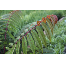 Sumakgren med fjäderformade blad och vattendroppar