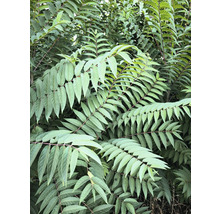 Sumak med fjäderlika blad