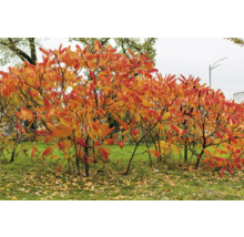 Sumakgrupp med höstlöv i trädgården.