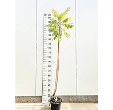 Sumakträd i kruka med storleksangivelse i centimeter.