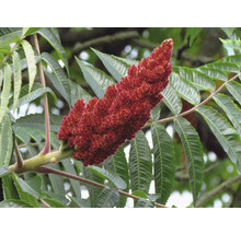 Sumak med röda fruktställningar och gröna blad.