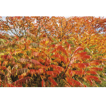 Sumak med rödfärgade blad på hösten