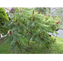 Rönnsumak med gröna blad och röda blomställningar i trädgården