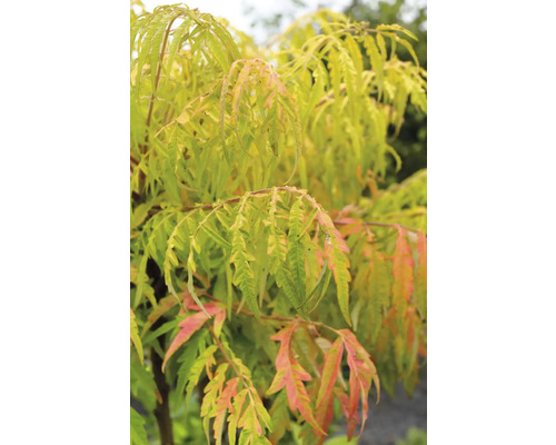 Sumak med grön gul bladverk