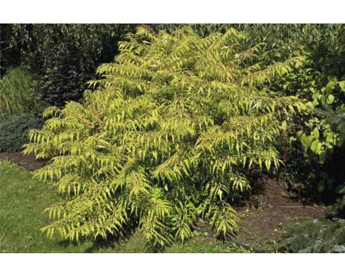 Gyllene fläderbuske i trädgården