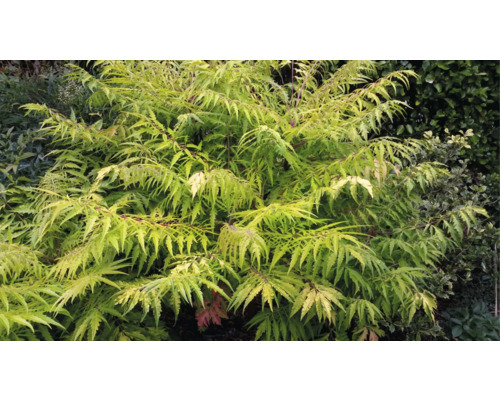 Lönnträd med filigranblad i trädgården.