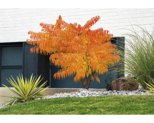 Trädgård med ättiksträd, prydnadsgräs och prydnadsväxter framför husvägg