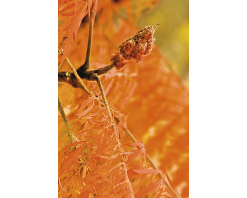 Sumak med blad och blomställning