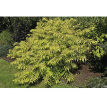 Gyllene trädgårdssumak i trädgårdsrabatten