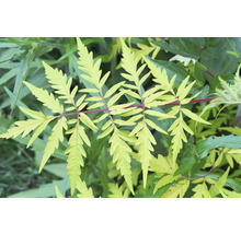 Blad av en trädgårdsväxt